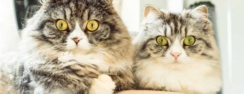 実際の「ねこんかつ☆」の雰囲気はどんな感じ?