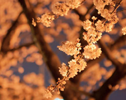 夜桜イメージ画像